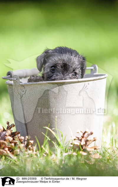 Zwergschnauzer Welpe in Eimer / Miniature schnauzer puppy in bucket / MW-25569