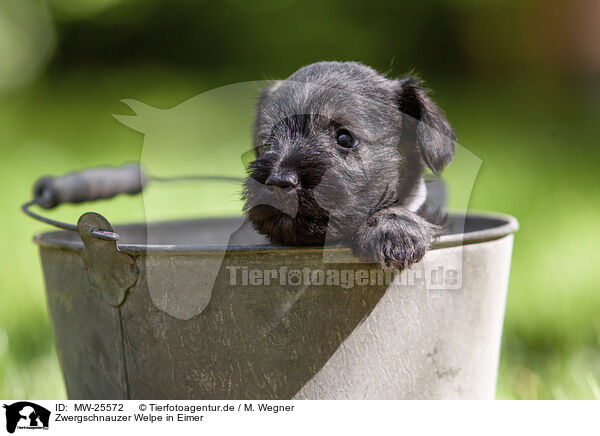 Zwergschnauzer Welpe in Eimer / Miniature schnauzer puppy in bucket / MW-25572