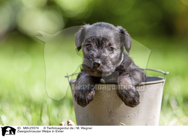 Zwergschnauzer Welpe in Eimer / Miniature schnauzer puppy in bucket / MW-25574
