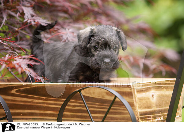 Zwergschnauzer Welpe in Holzwagen / Miniature schnauzer puppy in wooden cart / MW-25593