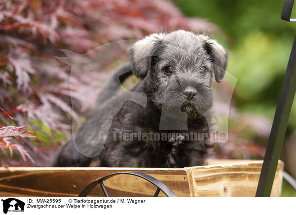 Zwergschnauzer Welpe in Holzwagen / Miniature schnauzer puppy in wooden cart / MW-25595