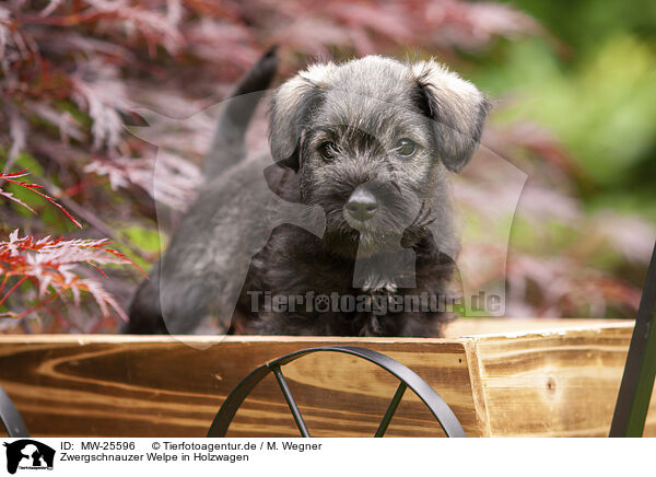 Zwergschnauzer Welpe in Holzwagen / Miniature schnauzer puppy in wooden cart / MW-25596