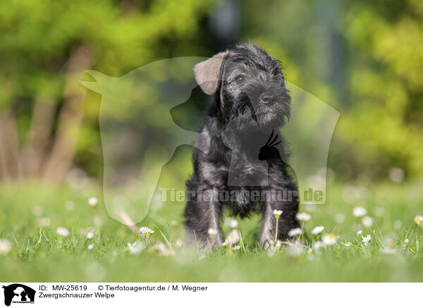 Zwergschnauzer Welpe / Miniature Schnauzer puppy / MW-25619
