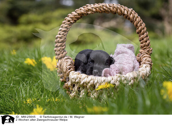 2 Wochen alter Zwergschnauzer Welpe / 2 weeks old Miniature Schnauzer / MW-25645