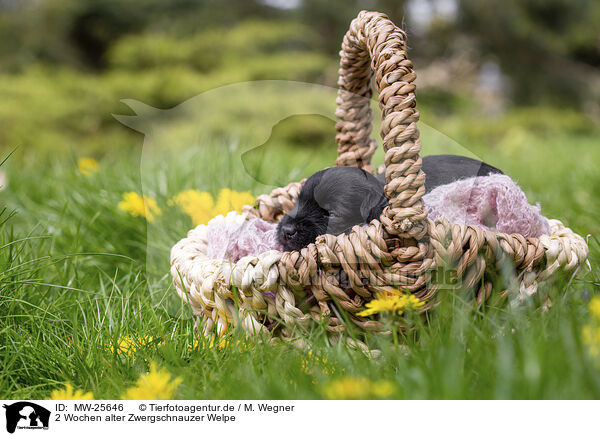 2 Wochen alter Zwergschnauzer Welpe / 2 weeks old Miniature Schnauzer / MW-25646