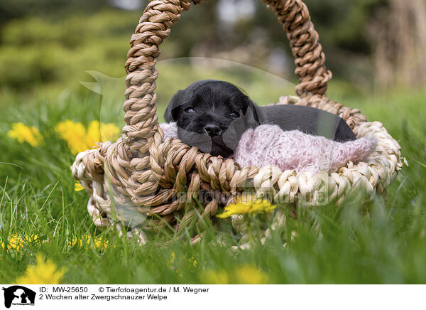 2 Wochen alter Zwergschnauzer Welpe / 2 weeks old Miniature Schnauzer / MW-25650