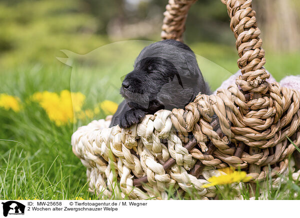 2 Wochen alter Zwergschnauzer Welpe / 2 weeks old Miniature Schnauzer / MW-25658