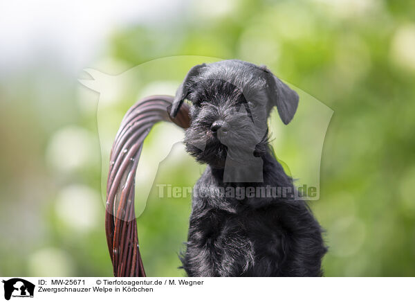 Zwergschnauzer Welpe in Krbchen / Miniature Schnauzer in basket / MW-25671