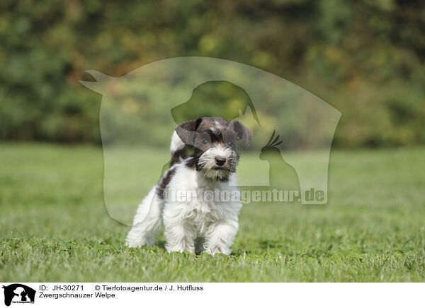 Zwergschnauzer Welpe / Miniature Schnauzer Puppy / JH-30271