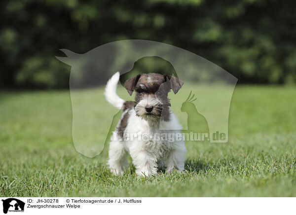 Zwergschnauzer Welpe / Miniature Schnauzer Puppy / JH-30278