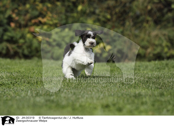 Zwergschnauzer Welpe / Miniature Schnauzer Puppy / JH-30319