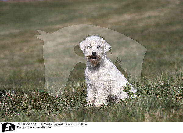 Zwergschnauzer Hndin / female Miniature Schnauzer / JH-30382