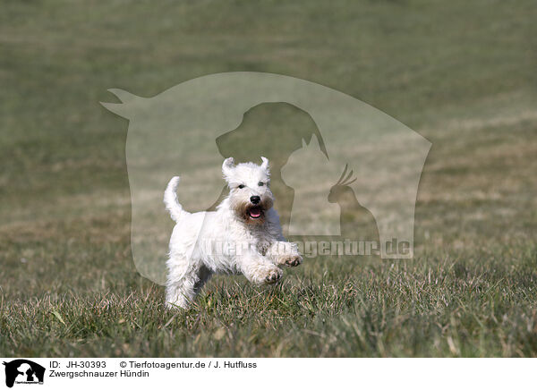 Zwergschnauzer Hndin / female Miniature Schnauzer / JH-30393