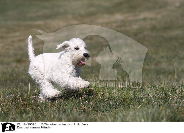 Zwergschnauzer Hndin / female Miniature Schnauzer / JH-30395