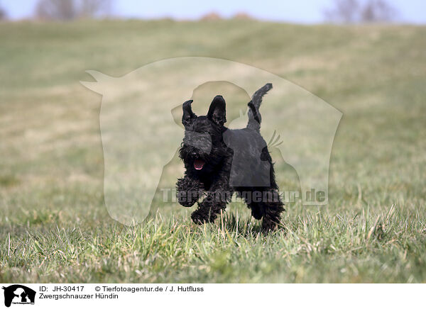 Zwergschnauzer Hndin / female Miniature Schnauzer / JH-30417