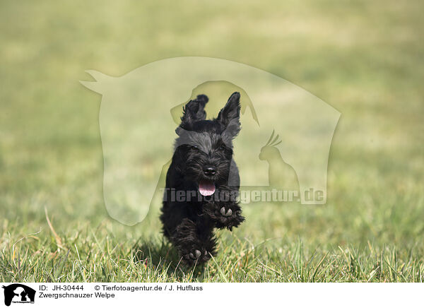 Zwergschnauzer Welpe / Miniature Schnauzer Puppy / JH-30444