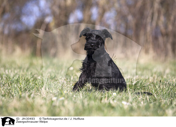 Zwergschnauzer Welpe / Miniature Schnauzer Puppy / JH-30493