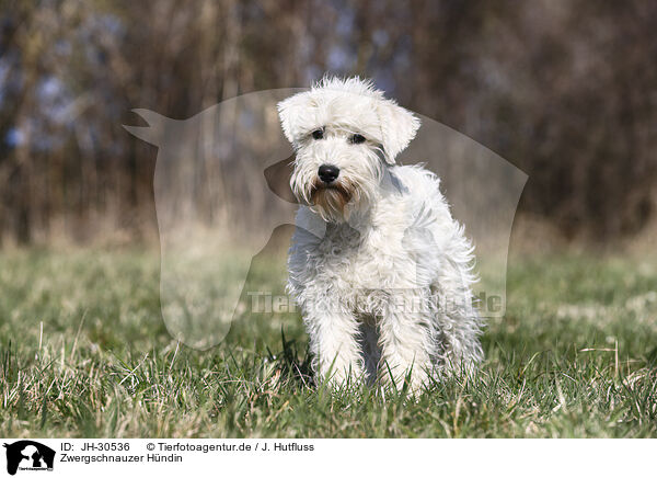 Zwergschnauzer Hndin / female Miniature Schnauzer / JH-30536