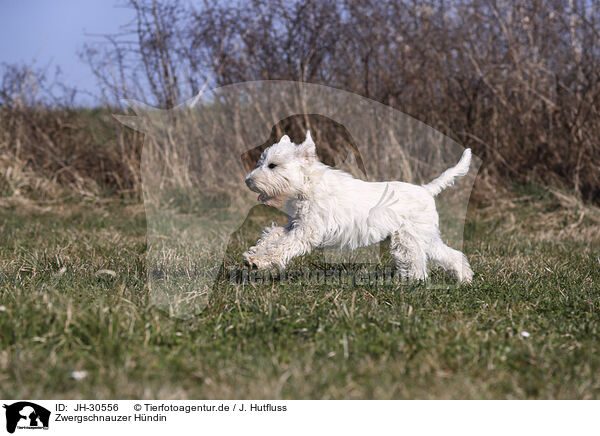 Zwergschnauzer Hndin / female Miniature Schnauzer / JH-30556