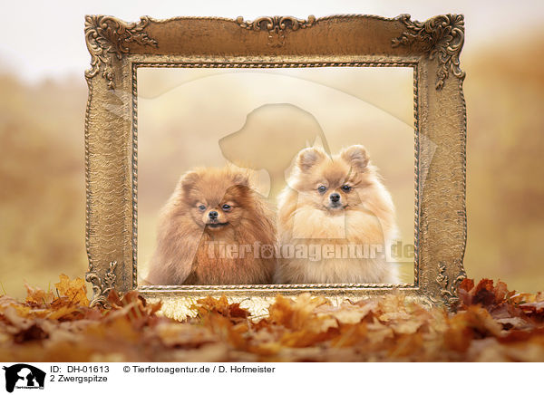 2 Zwergspitze / 2 Pomeranians / DH-01613