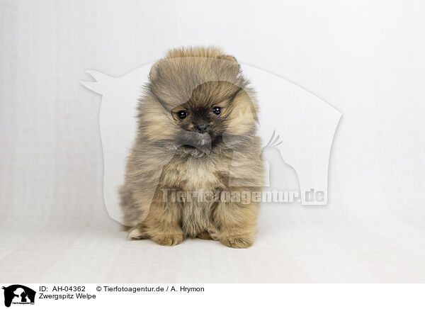 Zwergspitz Welpe / Pomeranian Puppy / AH-04362