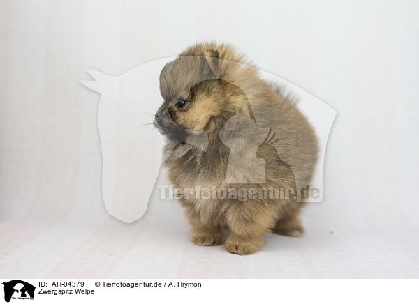 Zwergspitz Welpe / Pomeranian Puppy / AH-04379
