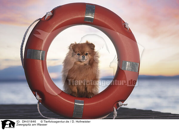 Zwergspitz am Wasser / Pomeranian by the water / DH-01846