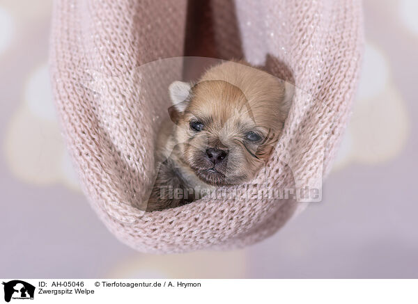 Zwergspitz Welpe / Pomeranian Puppy / AH-05046