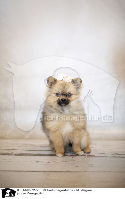 junger Zwergspitz / young Pomeranian / MW-27277