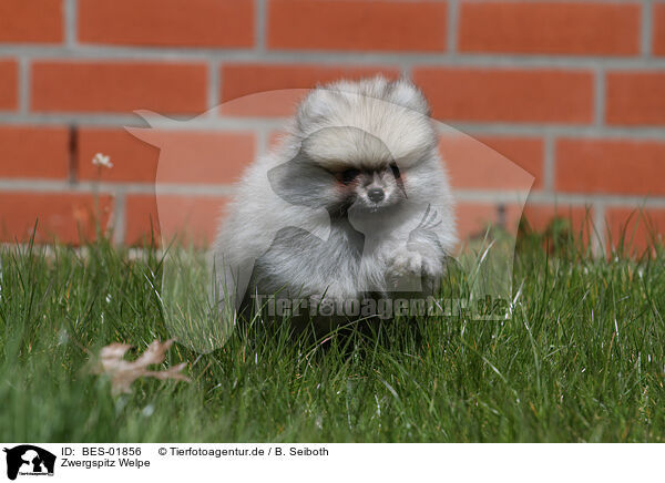 Zwergspitz Welpe / Pomeranian Puppy / BES-01856