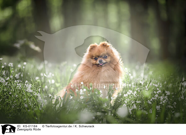 Zwergspitz Rde / male Pomeranian / KS-01184