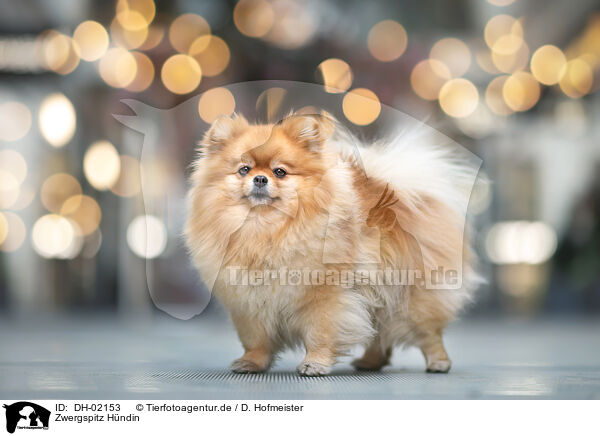 Zwergspitz Hndin / female Pomeranian / DH-02153