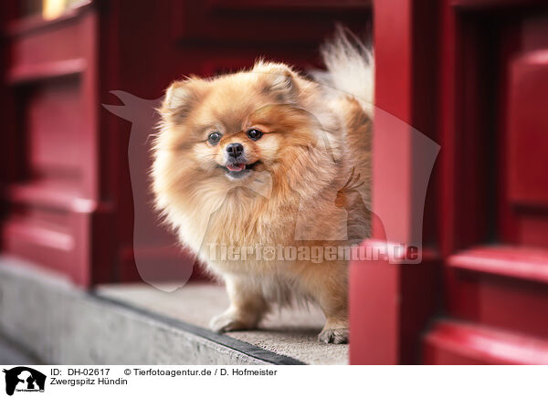 Zwergspitz Hndin / female Pomeranian / DH-02617