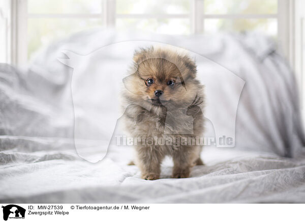 Zwergspitz Welpe / Pomeranian Puppy / MW-27539