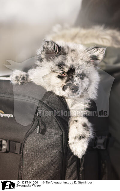 Zwergspitz Welpe / Pomeranian Puppy / DST-01566