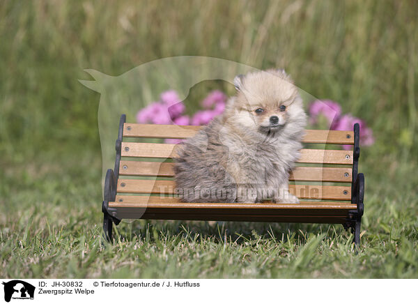 Zwergspitz Welpe / Pomeranian Puppy / JH-30832