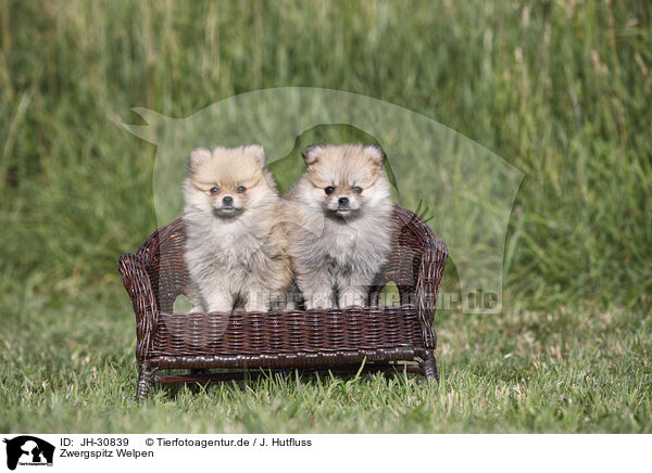 Zwergspitz Welpen / Pomeranian Puppies / JH-30839