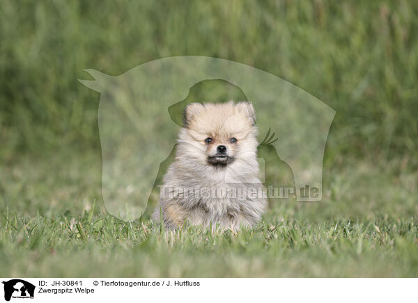 Zwergspitz Welpe / Pomeranian Puppy / JH-30841