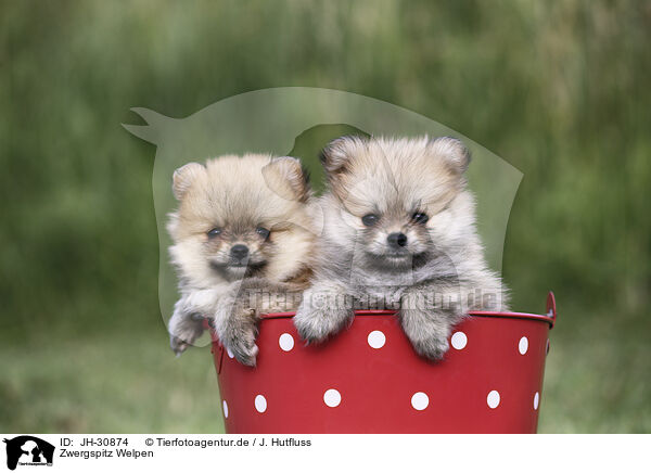Zwergspitz Welpen / Pomeranian Puppies / JH-30874