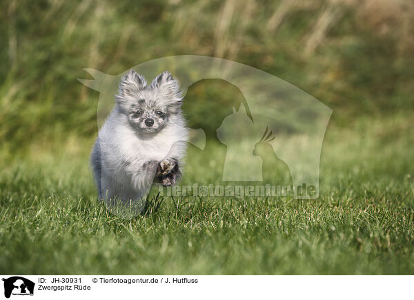 Zwergspitz Rde / male Pomeranian / JH-30931