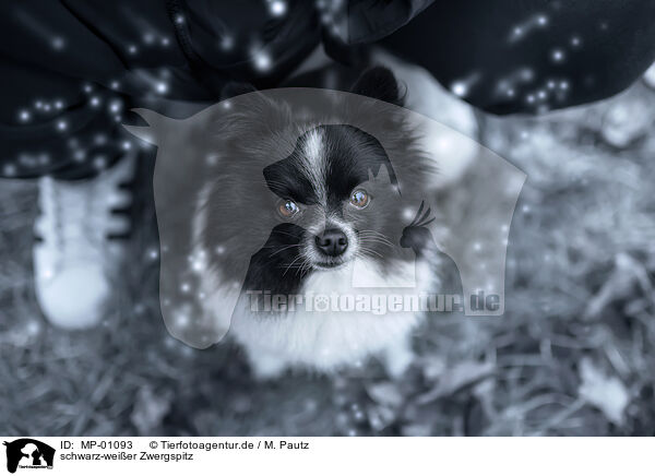 schwarz-weier Zwergspitz / black-and-white Dwarf Spitz / MP-01093