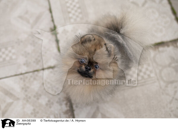 Zwergspitz / Pomeranian / AH-06399