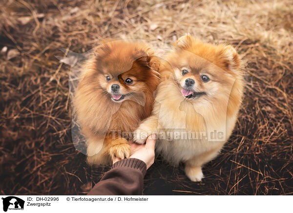 Zwergspitz / Pomeranian / DH-02996