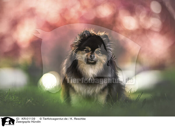 Zwergspitz Hndin / female Pomeranian / KR-01139