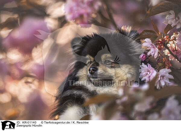 Zwergspitz Hndin / female Pomeranian / KR-01140