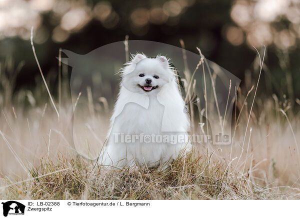 Zwergspitz / Pomeranian / LB-02388