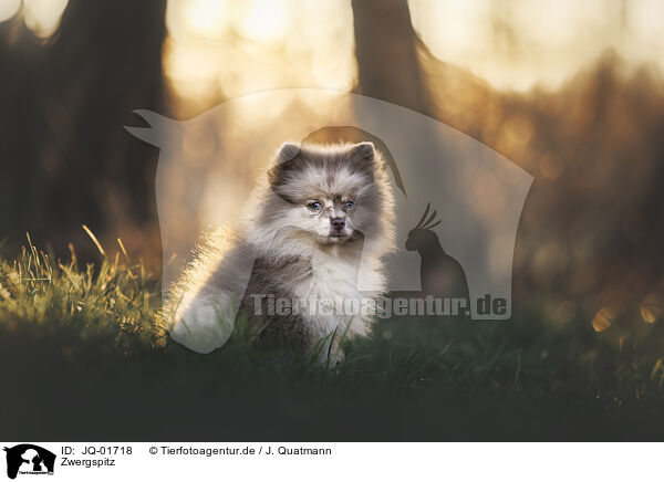 Zwergspitz / Pomeranian / JQ-01718