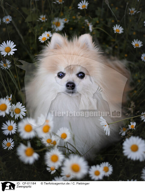 Zwergspitz / Pomeranian / CF-01184