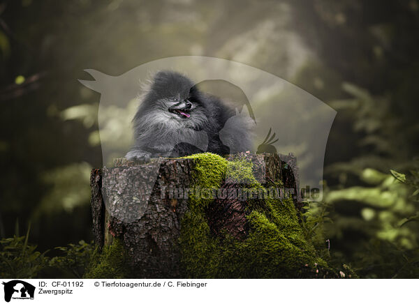 Zwergspitz / Pomeranian / CF-01192