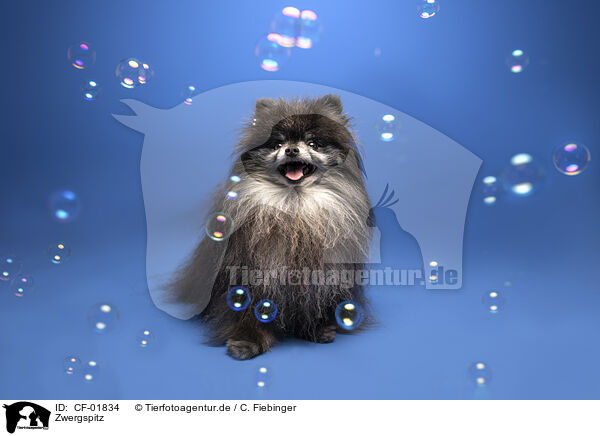 Zwergspitz / Pomeranian / CF-01834